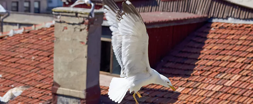 Residential Chimney Animal Removal Solution in Ronkonkoma, NY
