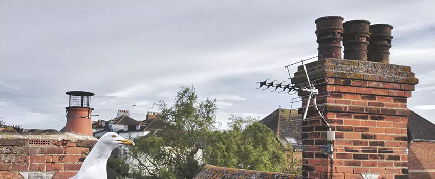 Chimney Cleaning And Restoration in Ronkonkoma, New York